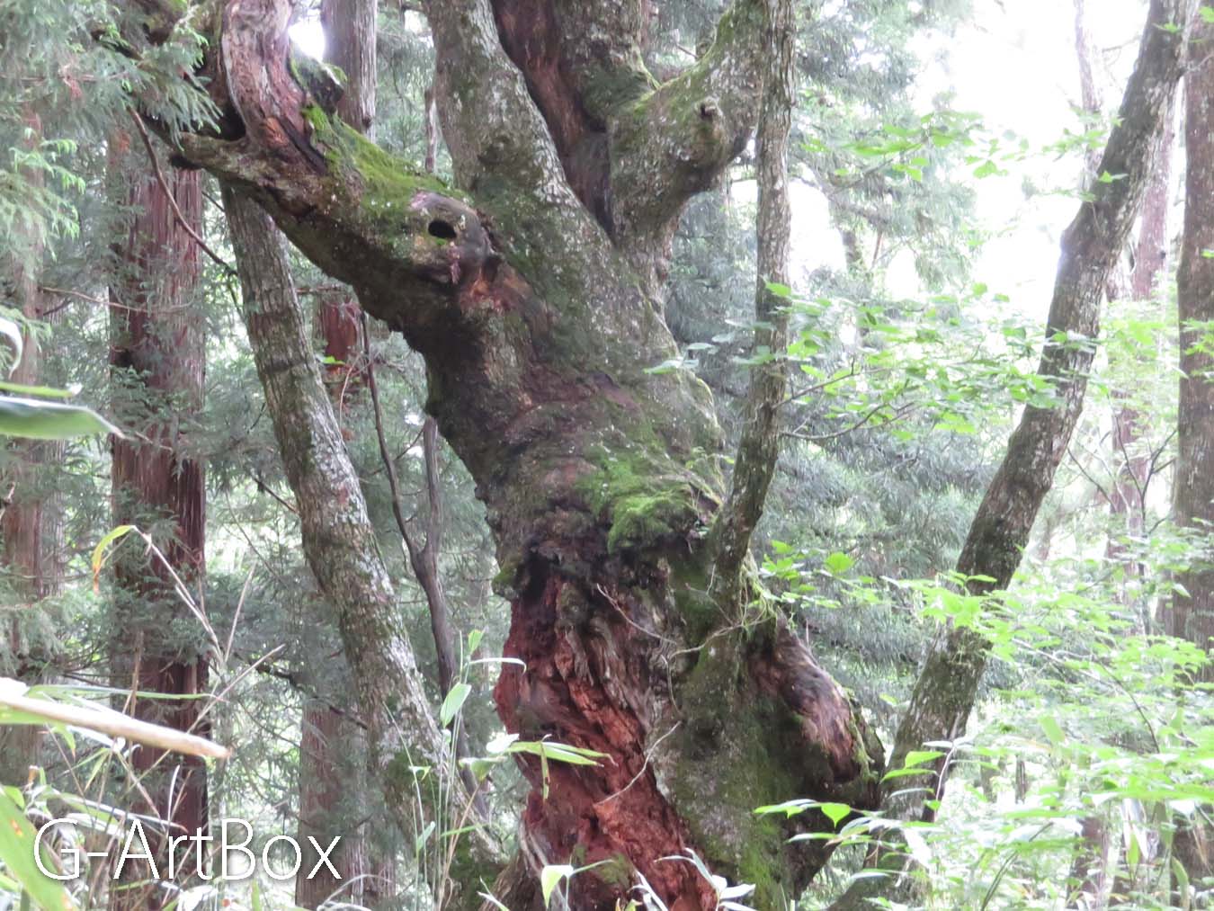 photo・巨木
