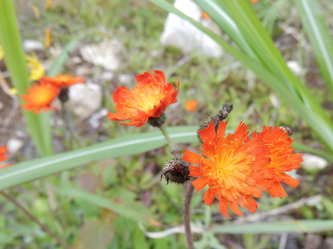 photo・オレンジ色の花