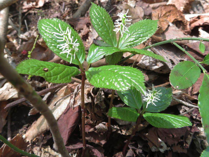 photoヒトリシズカ