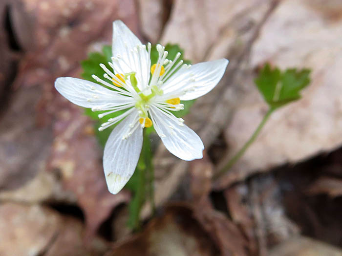 photoミツバオウレン