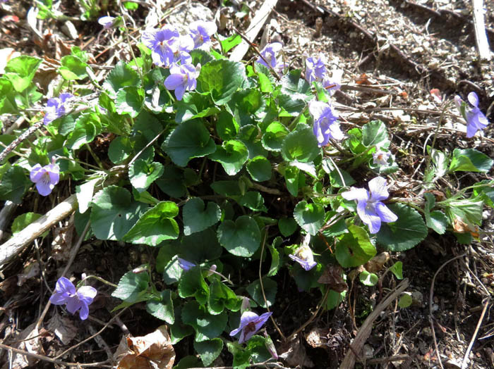 photoタチツボスミレ