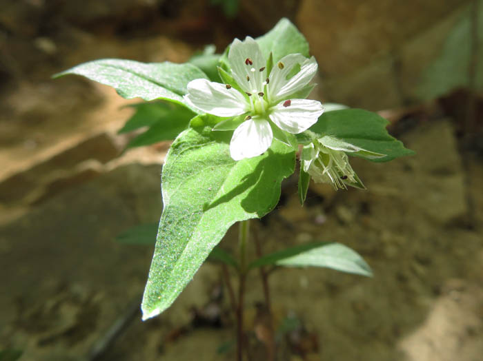 photoワダソウ