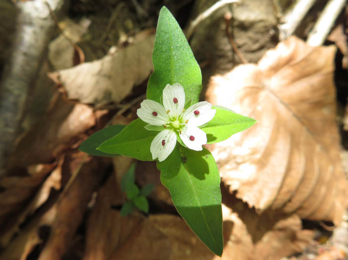 photoワダソウ