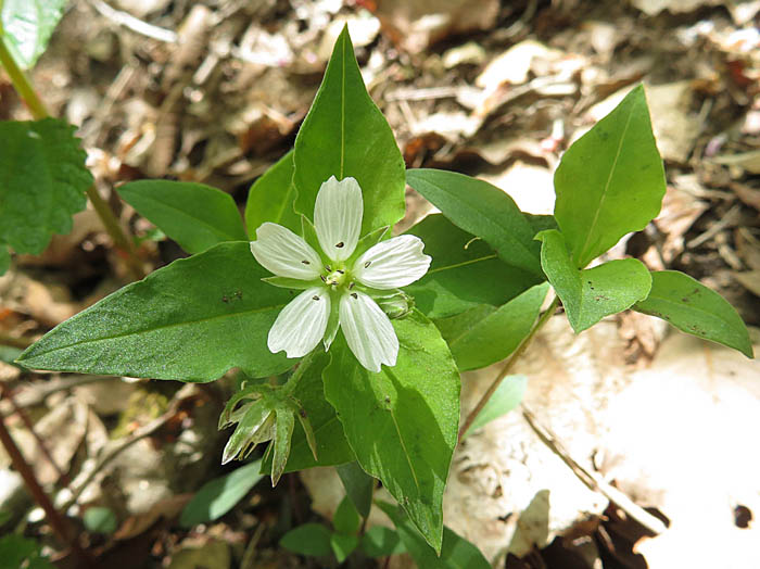 photoヤマツツジ