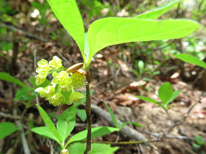 photoオオバクロモジ