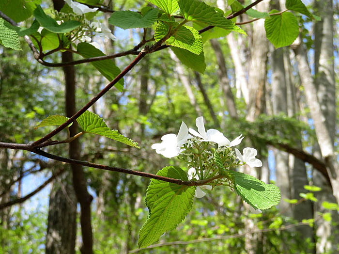 photoオオカメノキ