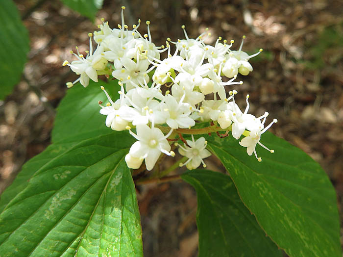 photoミヤマガマズミ