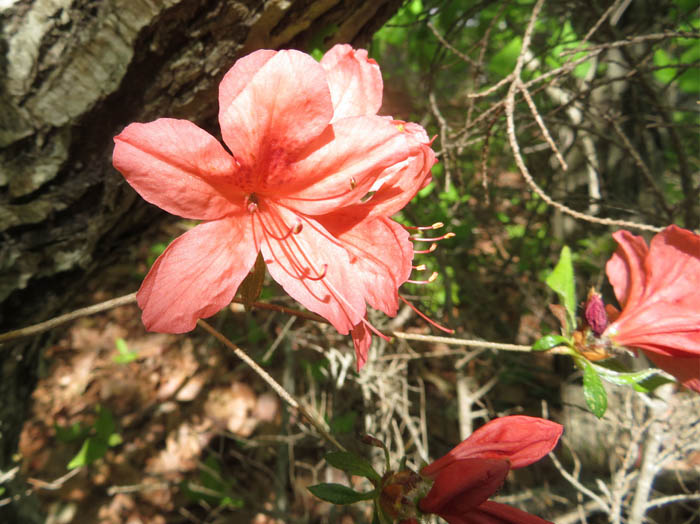 photoヤマツツジ