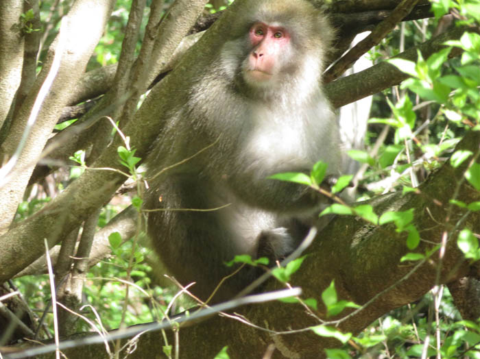 photo4猿のお出迎え