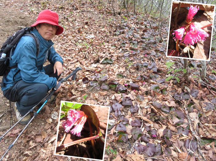 photo7イワカガミ群落はまだ蕾が多い