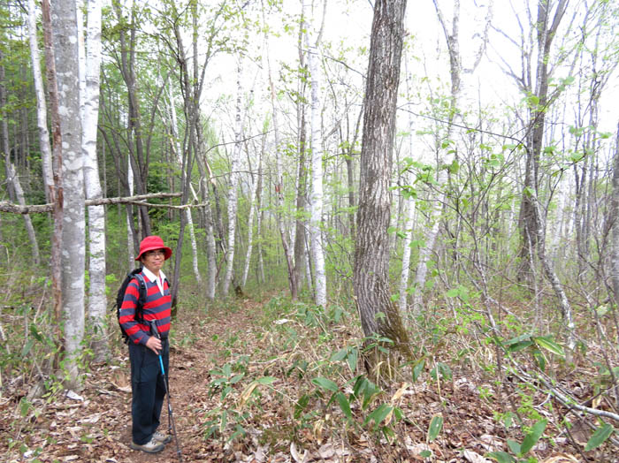 photo9美しいシラカバ林