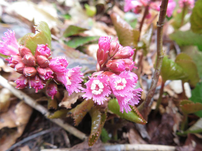 photo11オオイワカガミ
