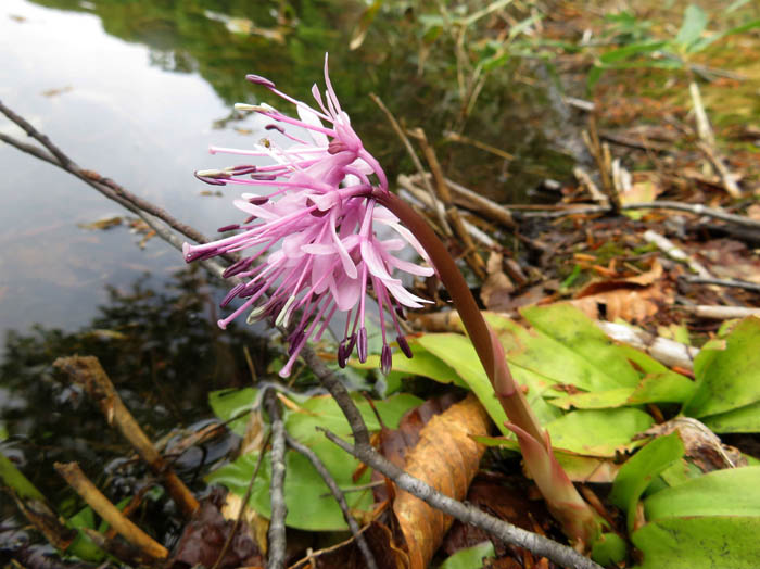 photo12ショウジョウバカマ