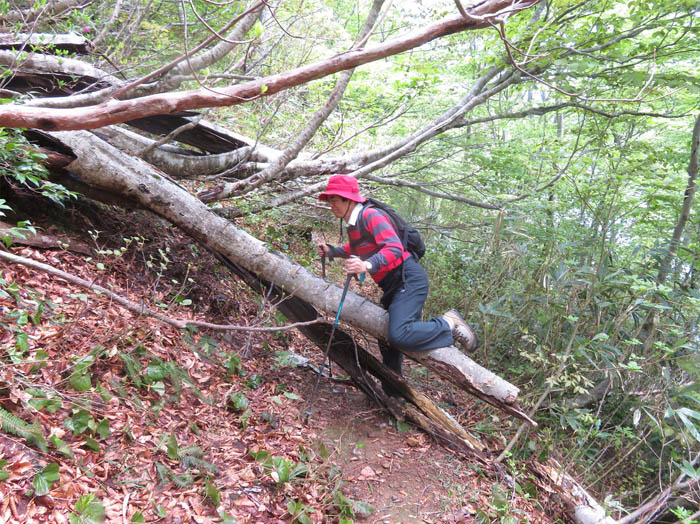 photo13倒木をまたぐ