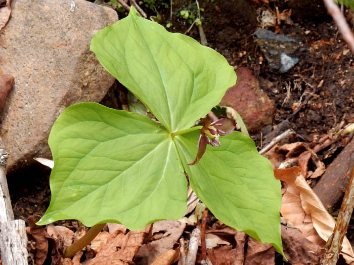 photo2エンレイソウ