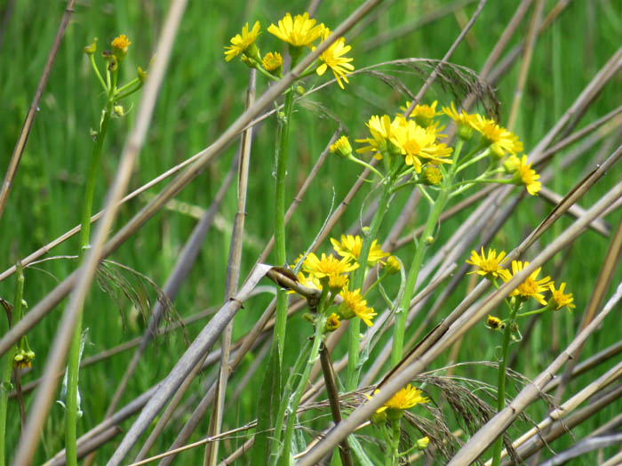 photo23サワオグルマ