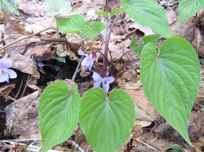 photo3スミレサイシン