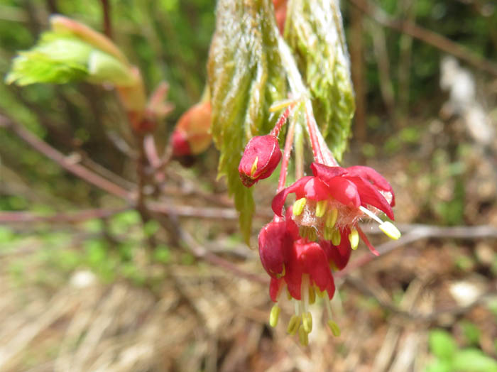 photoハウチワカエデ