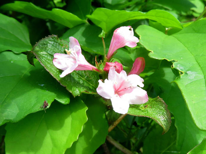 photoタニウツギ