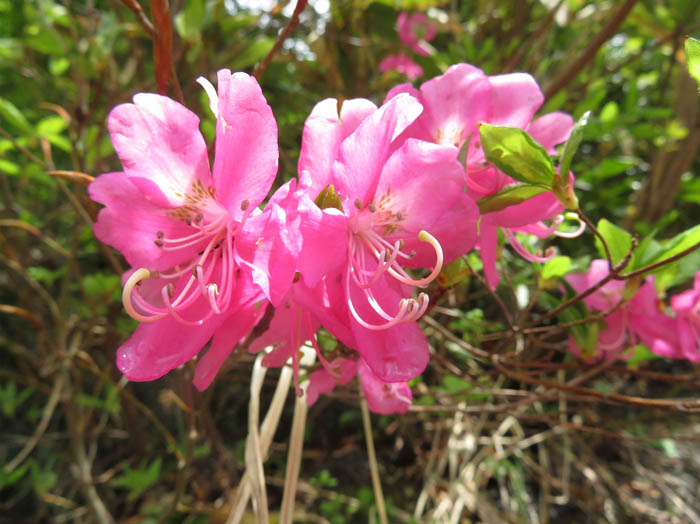 photoムラサキヤシオ