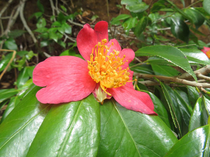 photoユキツバキ