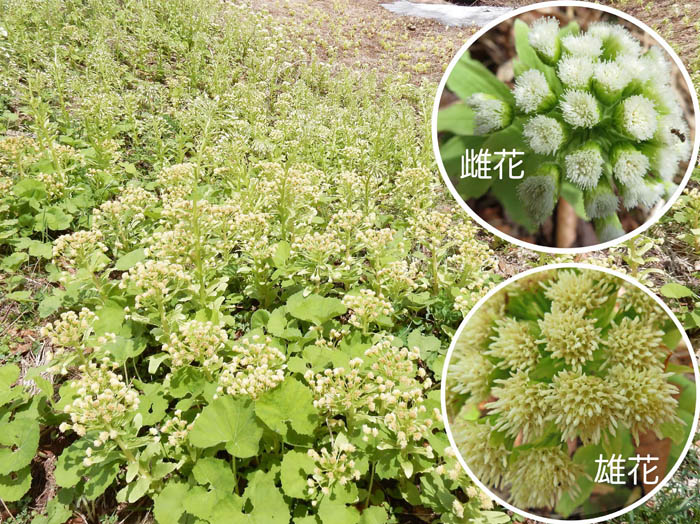 photo6一面のフキ