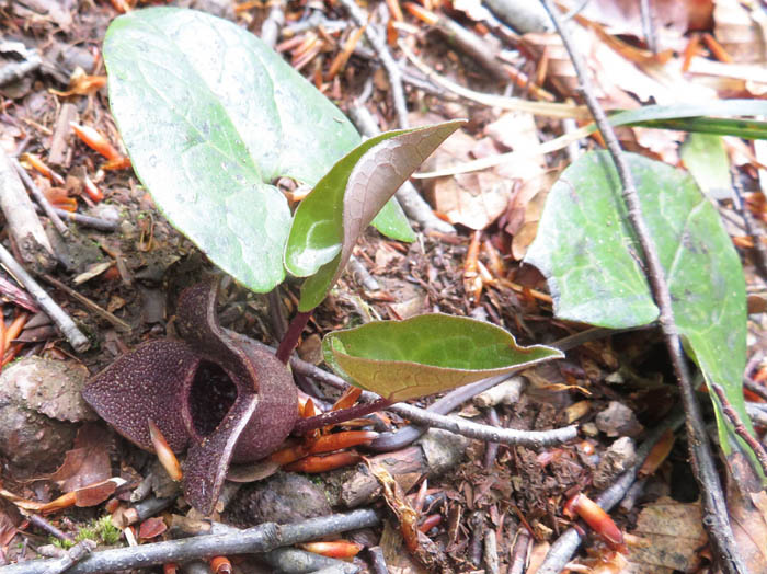 photo8コシノカンアオイ