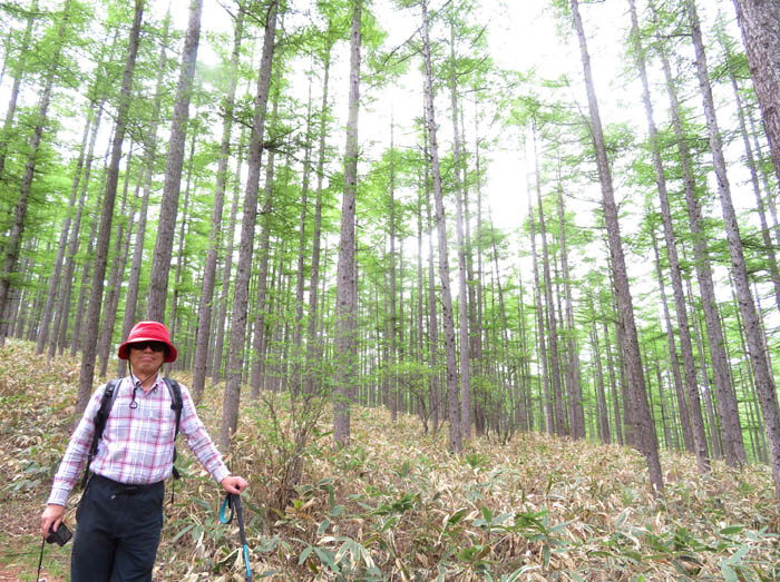 photo1カラマツ林