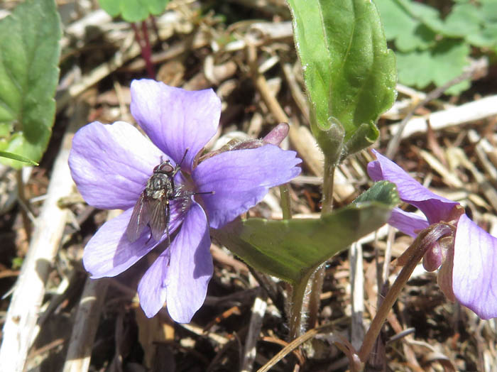 photoスミレとハエの仲間