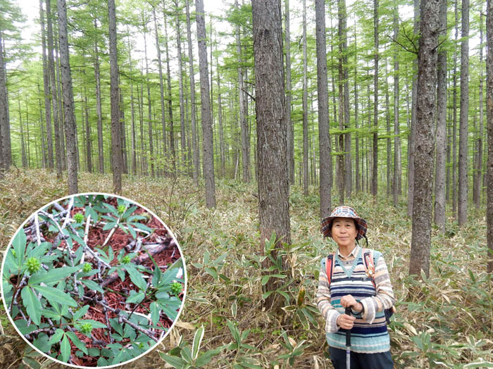 photo6カラマツ林とヒメイチゲの実