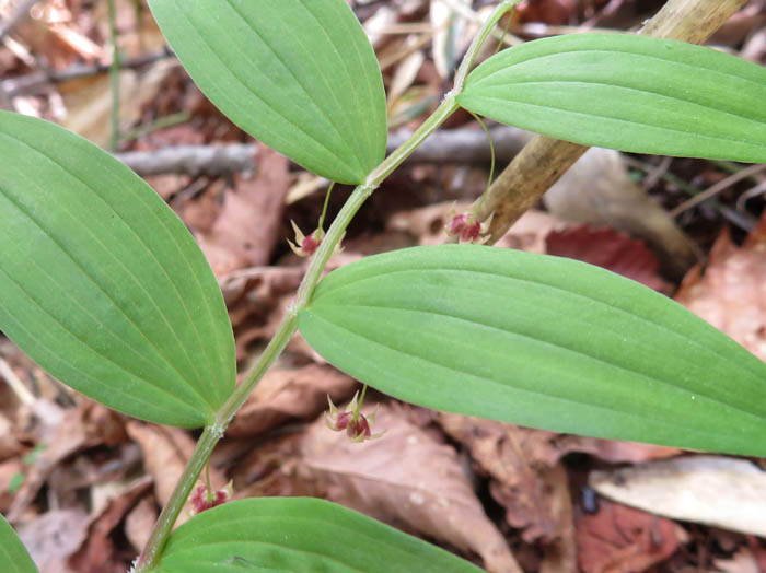 photoタケシマラン