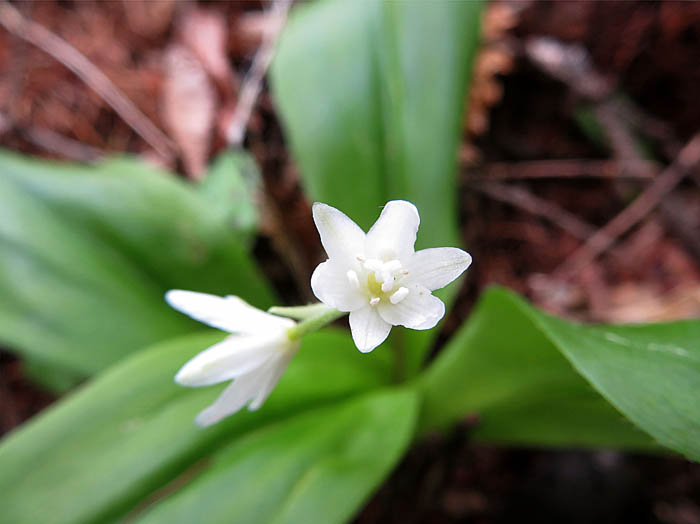 photoツバメオモト