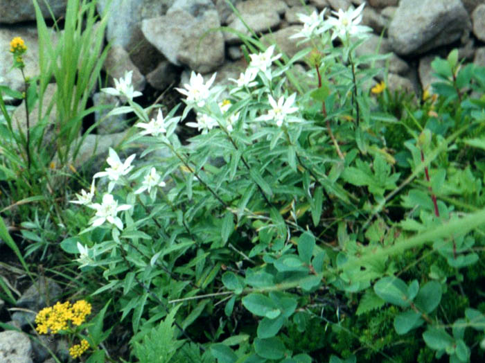 photoウスユキソウ