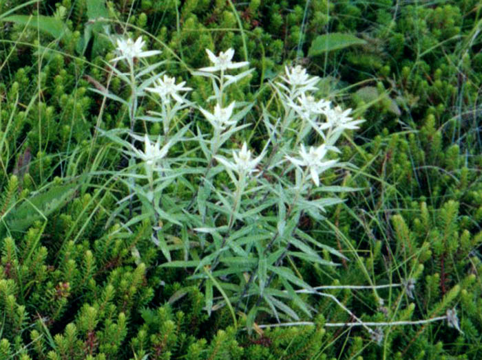 photoウスユキソウ