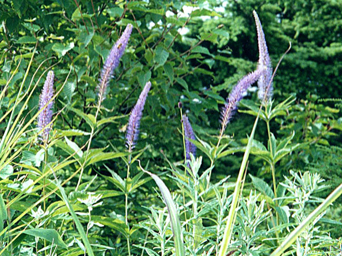 photoクガイソウ