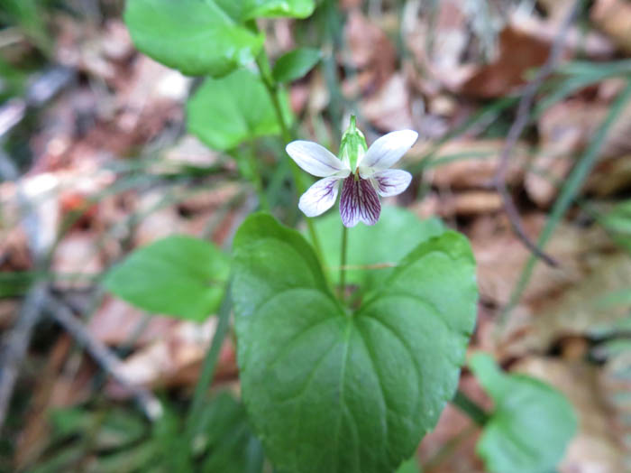 photoツボスミレかな
