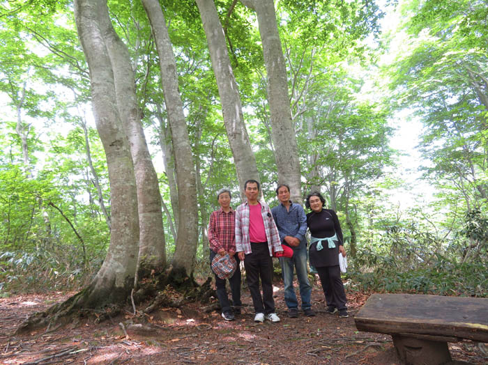 photo13ブナの新緑