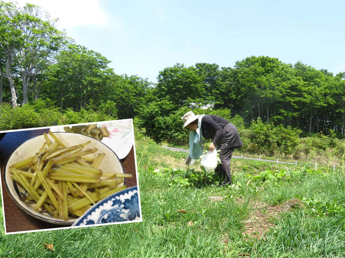 photo16夜のおかずはフキ炒め