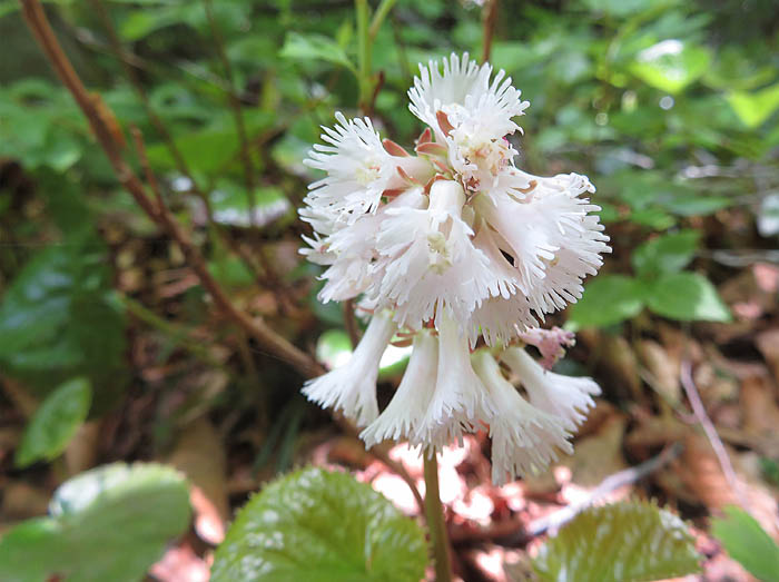 photo2オオイワカガミ白花