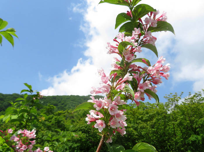 photoタニウツギ