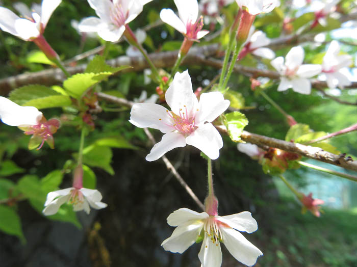 photoオクチョウジザクラ