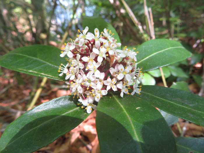 photoミヤマシキミ