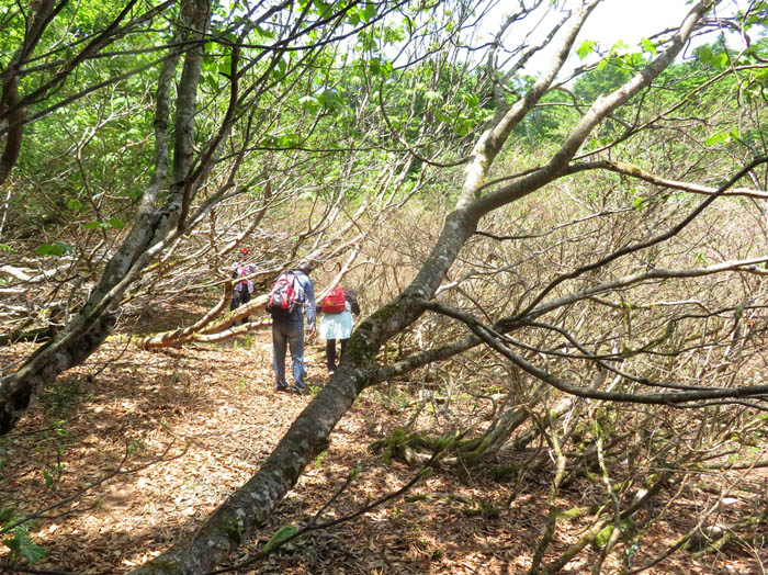 photo6跨いだり、くぐったり