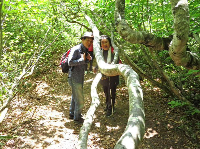 photo8曲がりくねったブナ