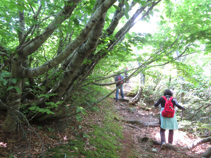 photo9雪で曲がったブナの森を行く