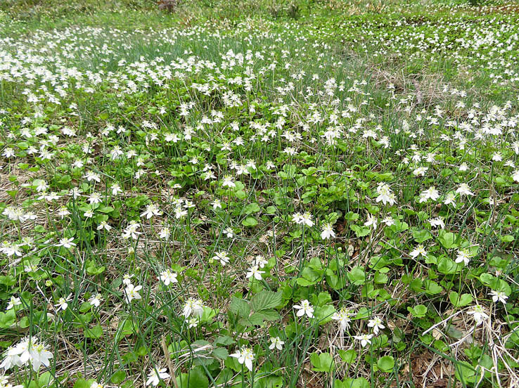 photo10ミツバオウレン大群落