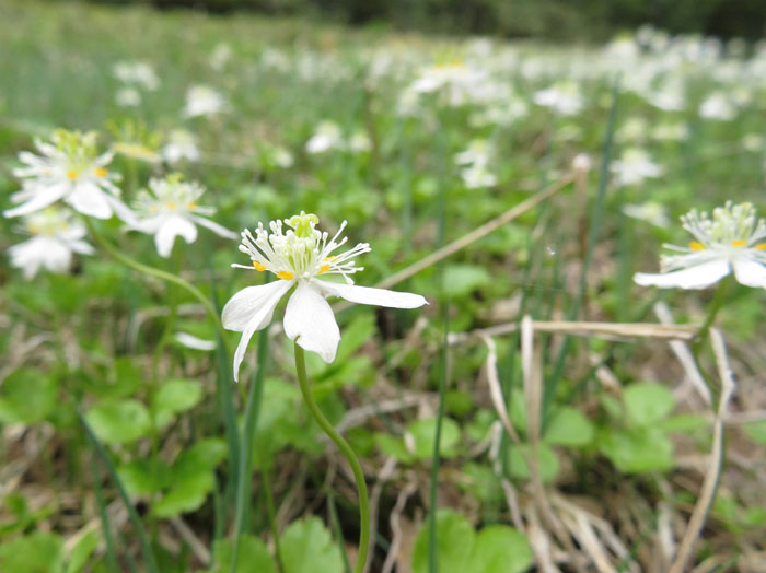 photo11ミツバオウレン:焼額山