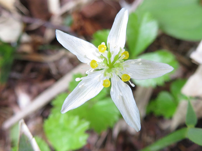 photoミツバオウレン