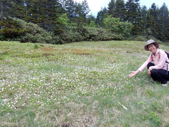 photoミツバオウレン