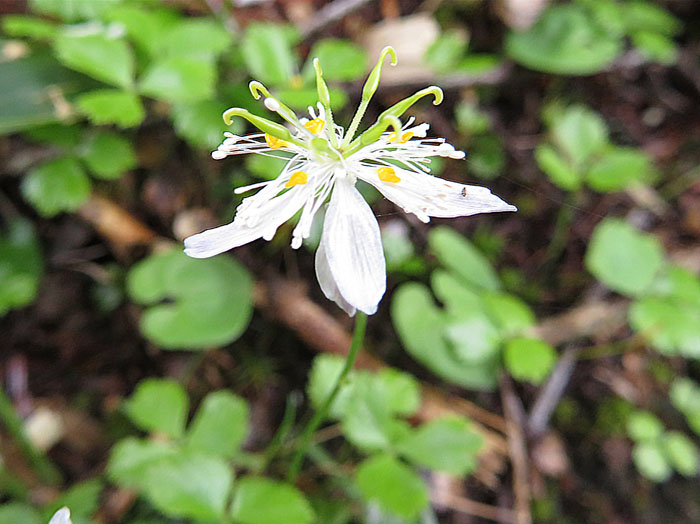 photoミツバオウレン